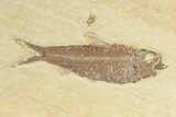 Two Detailed Fossil Fish (Knightia) - Wyoming #240379-1